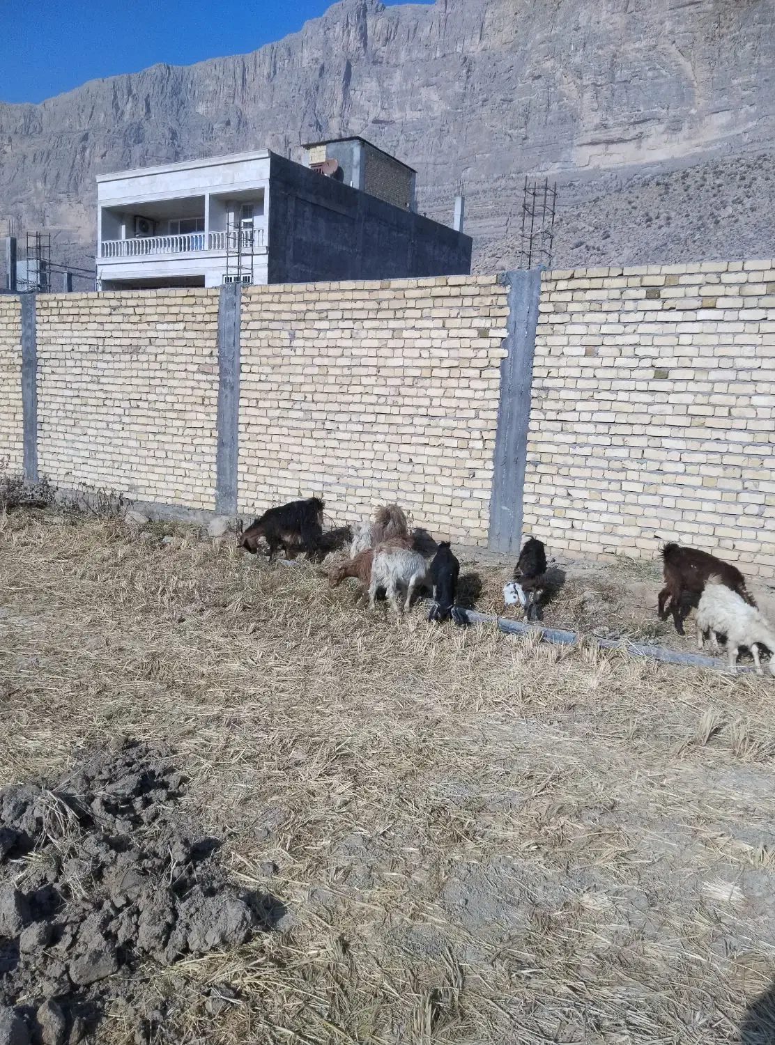 میش کهره کیلی|حیوانات مزرعه|درودزن, |دیوار