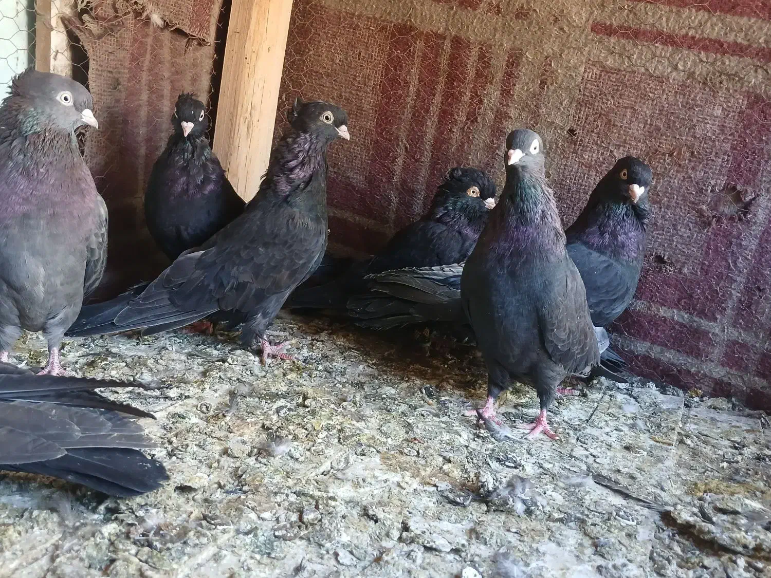 زاغ آبادانی|پرنده|بن, |دیوار