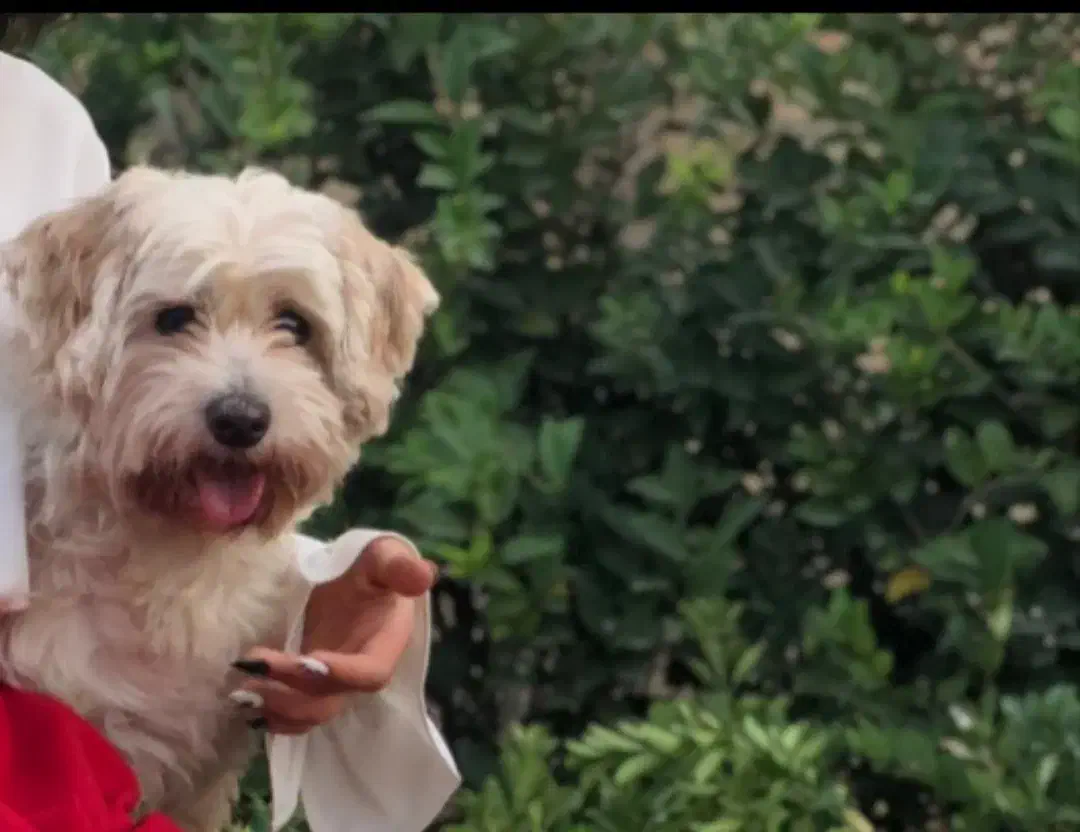 واگذاری|سگ|پاکدشت, پاکدشت (مامازند)|دیوار