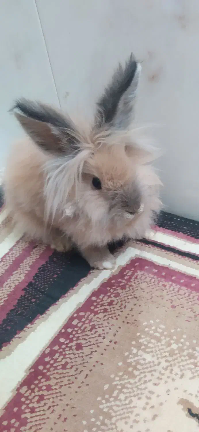 خرگوش لوپ|موش و خرگوش|سنندج, |دیوار