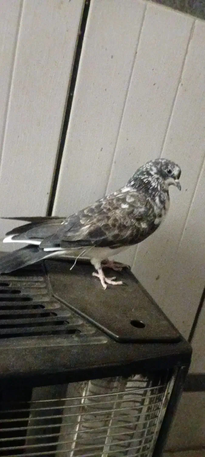 کبوتر تهرانی به شب گرفتم|پرنده|زابل, |دیوار