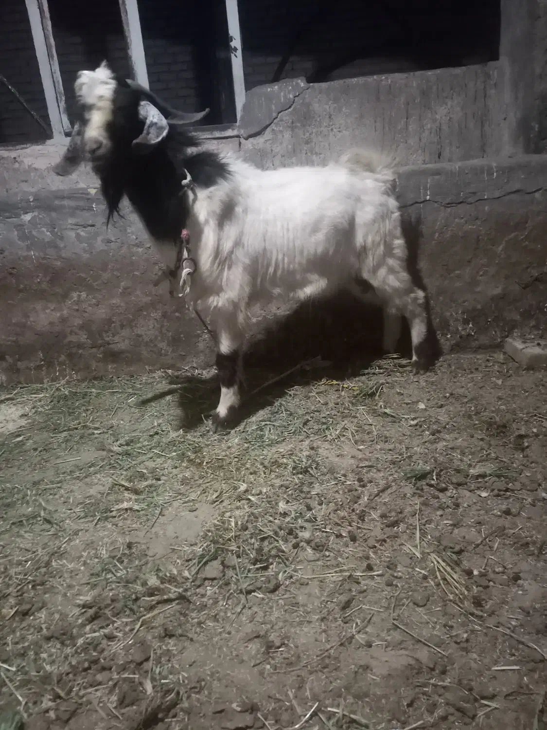 بز نر|حیوانات مزرعه|کرمانشاه, |دیوار