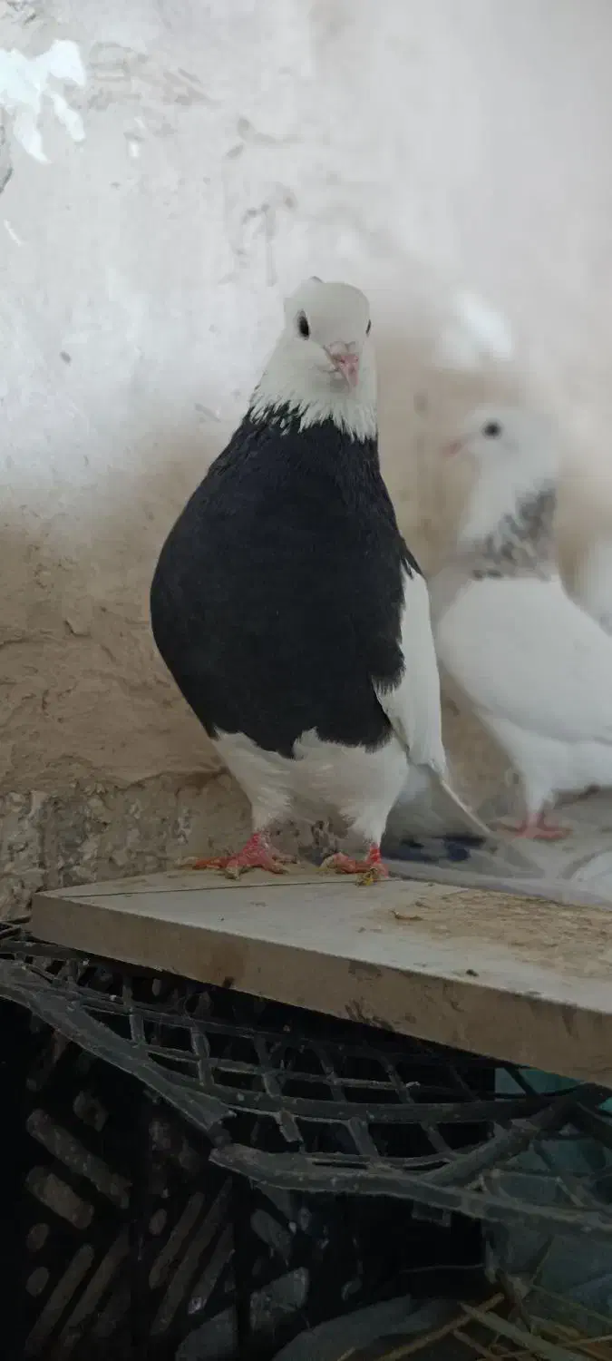 کبوتر طوقی|پرنده|مریوان, |دیوار