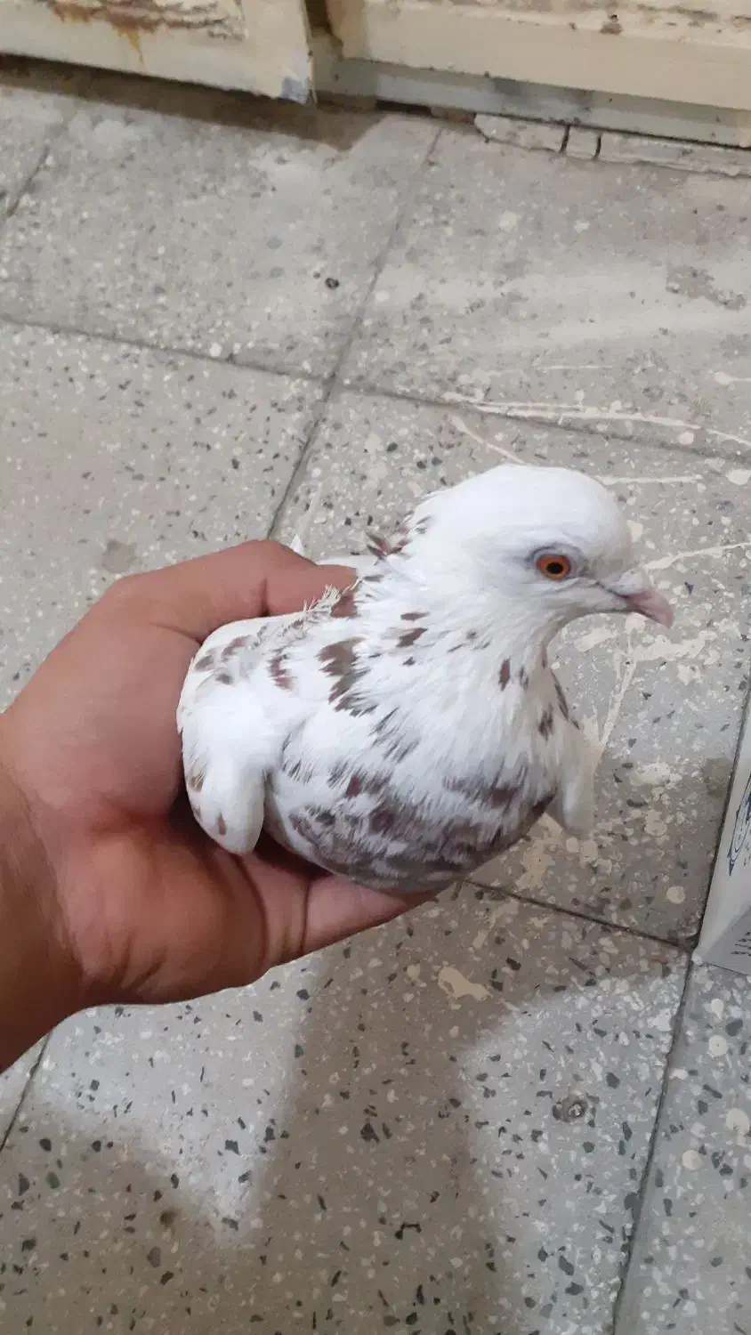 کبوتر|پرنده|آبش احمد, |دیوار