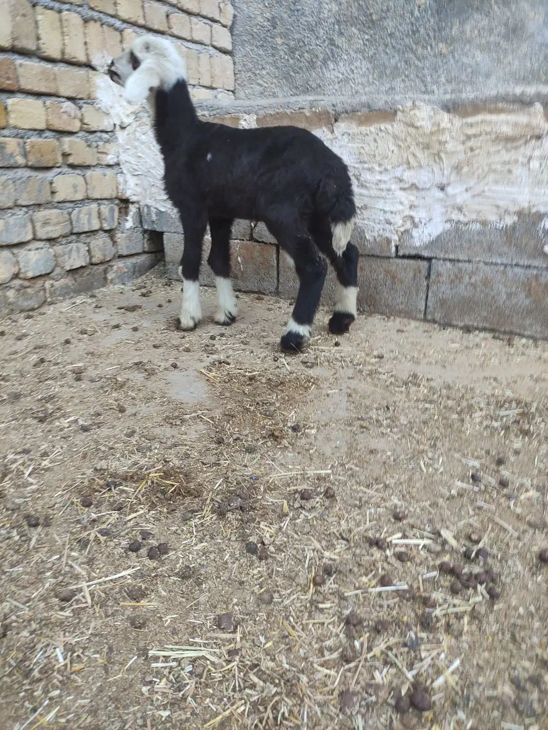 فروش انواع بره شیری نر و ماده درجه یک|حیوانات مزرعه|خرمآباد, |دیوار