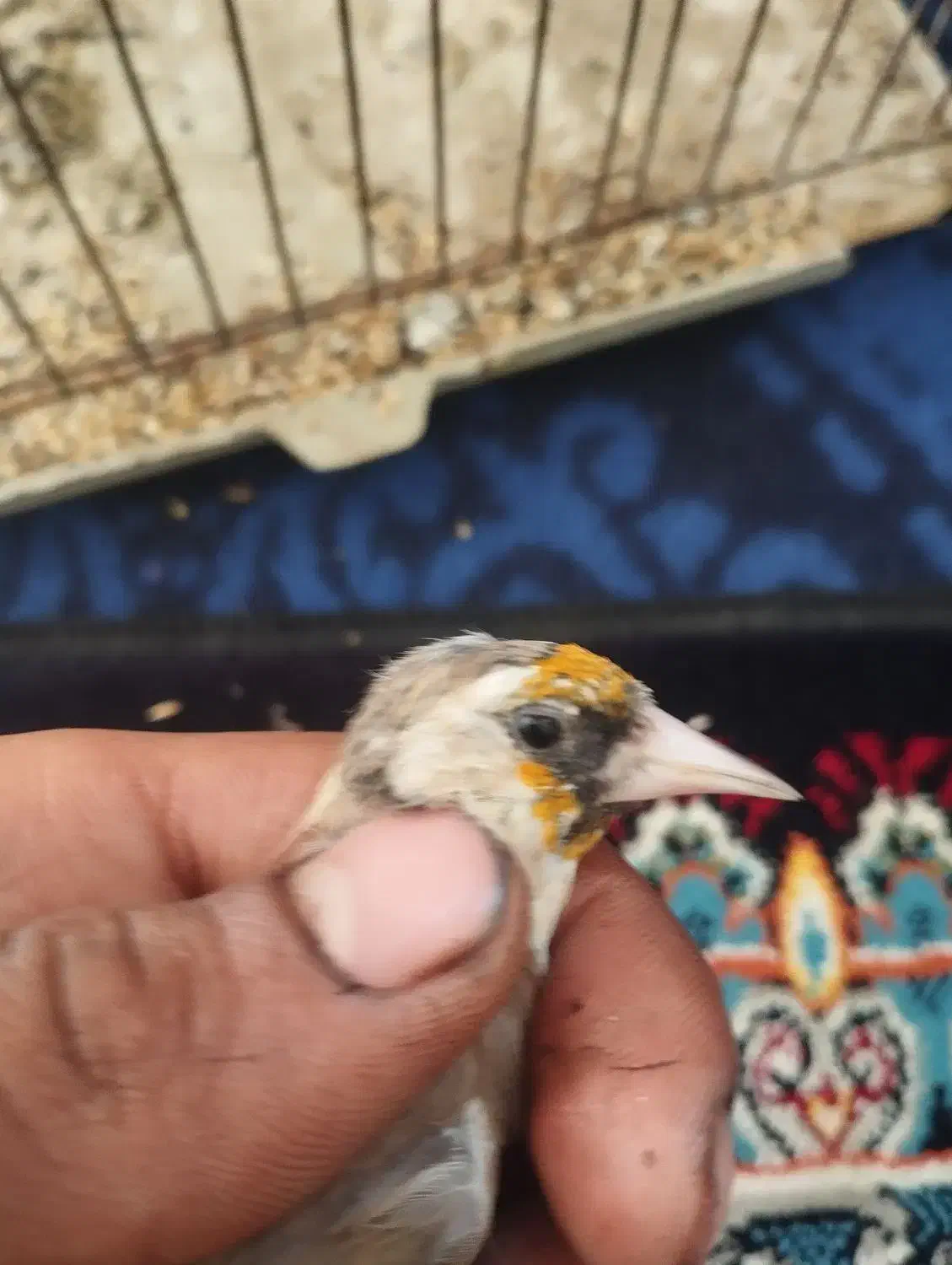 سهره دورگ سرسیاه معاوضه با قناری تکی یا جفتی|پرنده|مرودشت, فاز اول شهرک فرهنگیان|دیوار