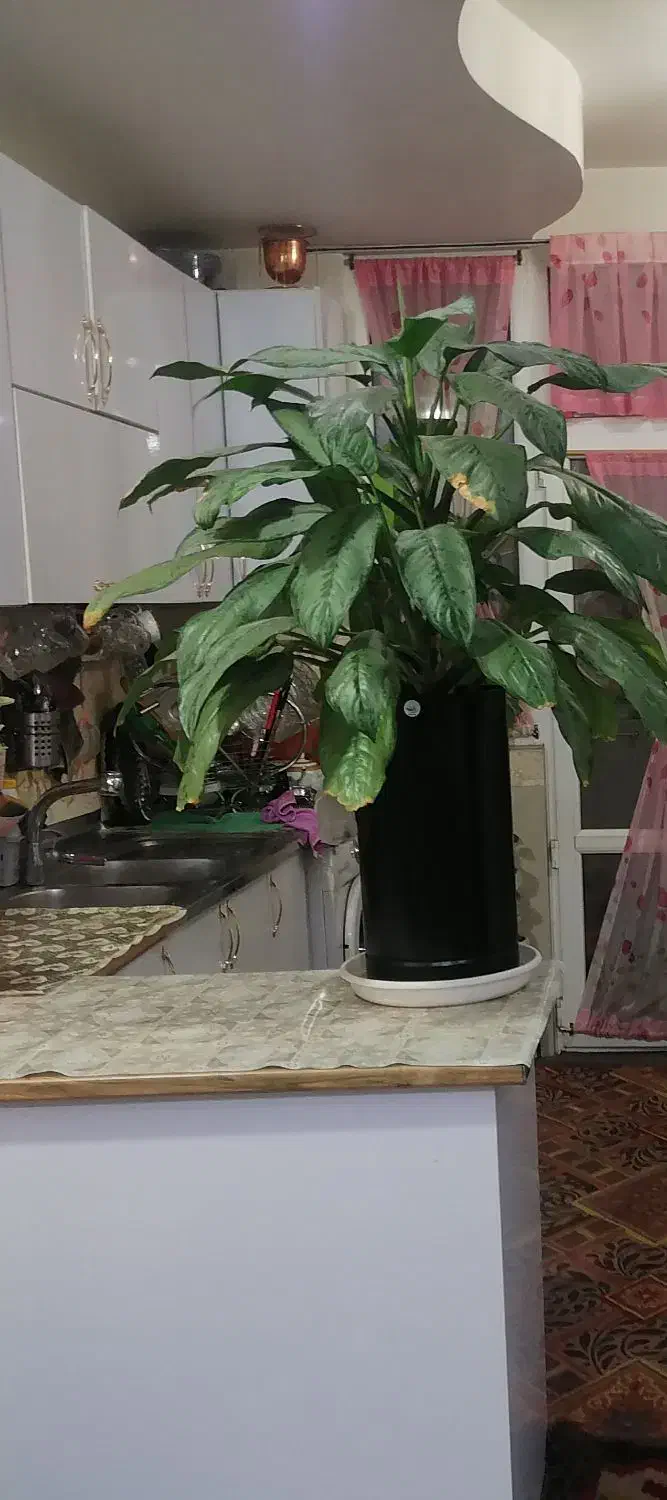 گلدان طبیعی|گل و گیاه طبیعی|تهران, شهرک ولیعصر شمالی|دیوار