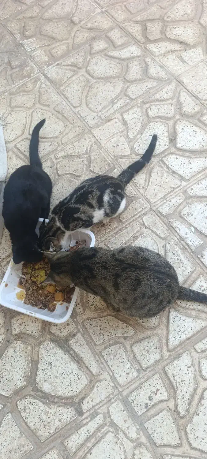 گربه مادر با دو توله هاش رایگان واگذار میشن|گربه|قنوات, |دیوار