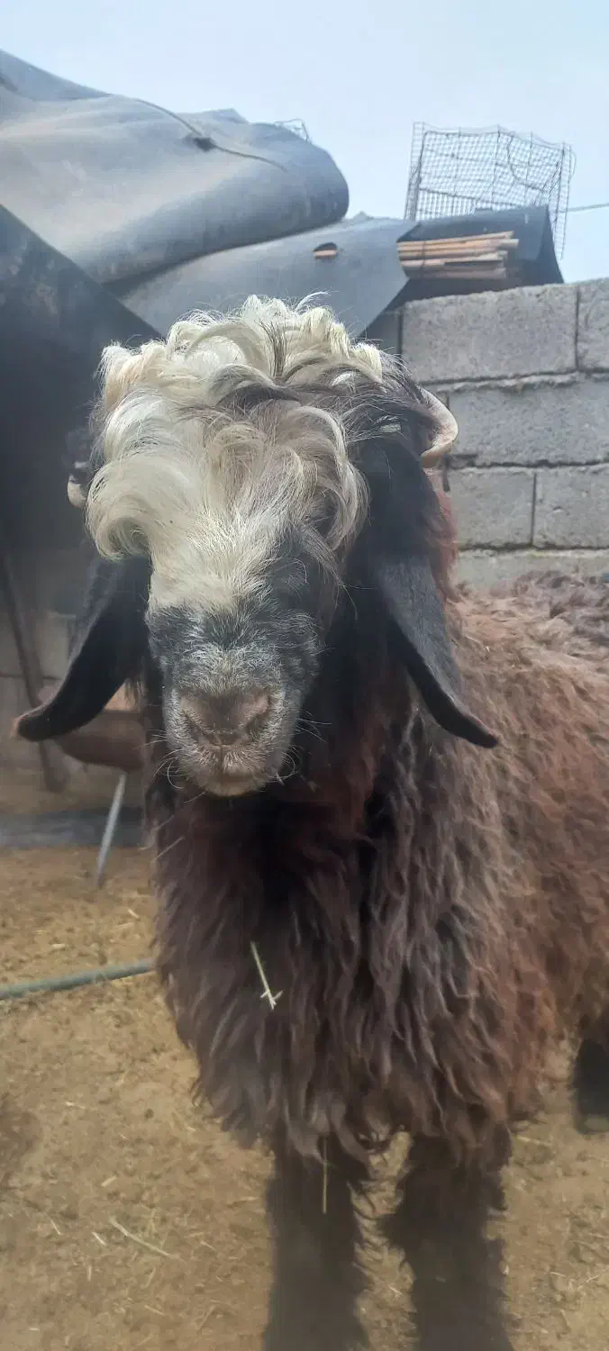 بره قوچی کشتاری|حیوانات مزرعه|بهبهان, |دیوار