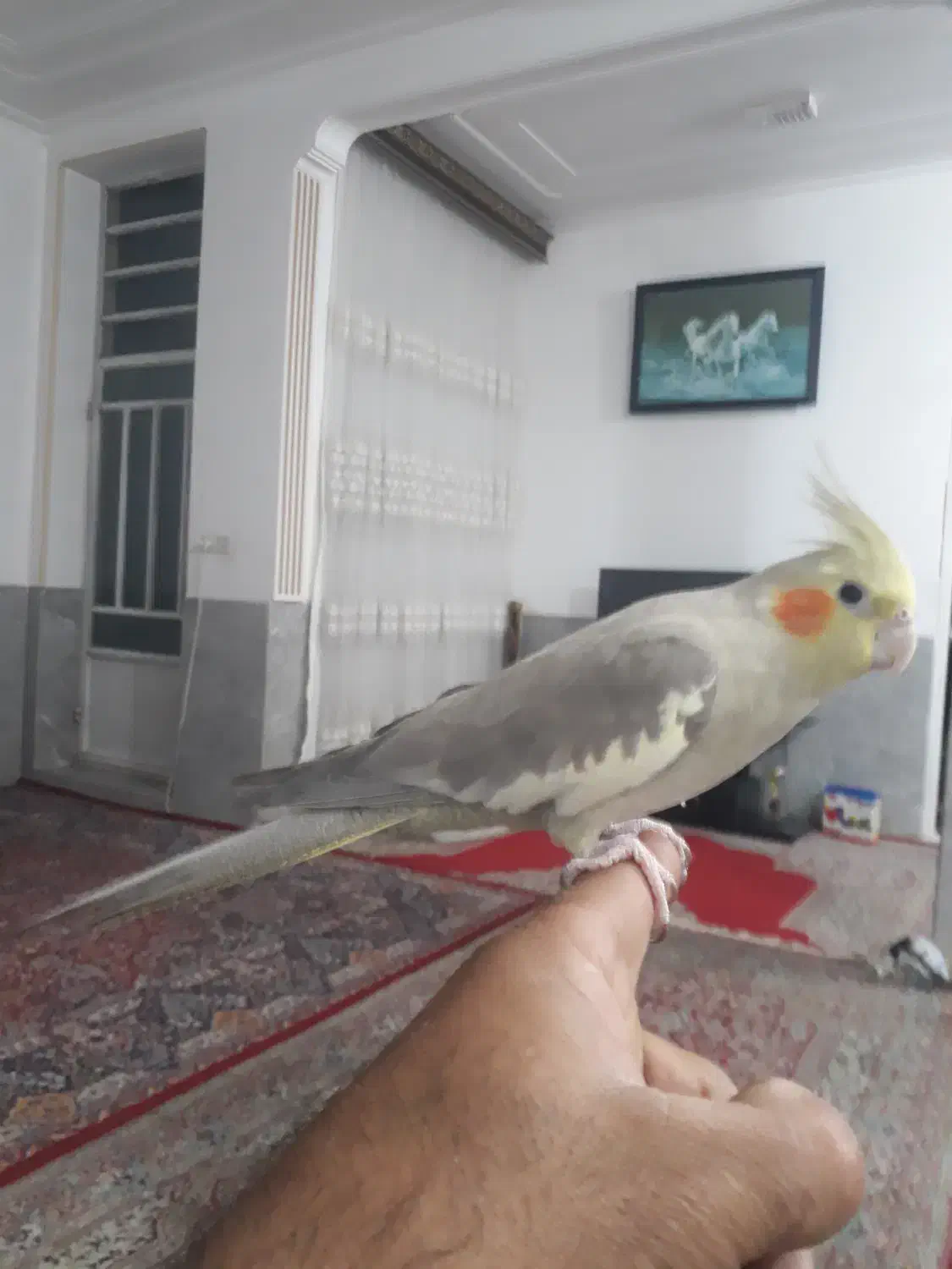 عروس هلندی ماده|پرنده|یزد, |دیوار