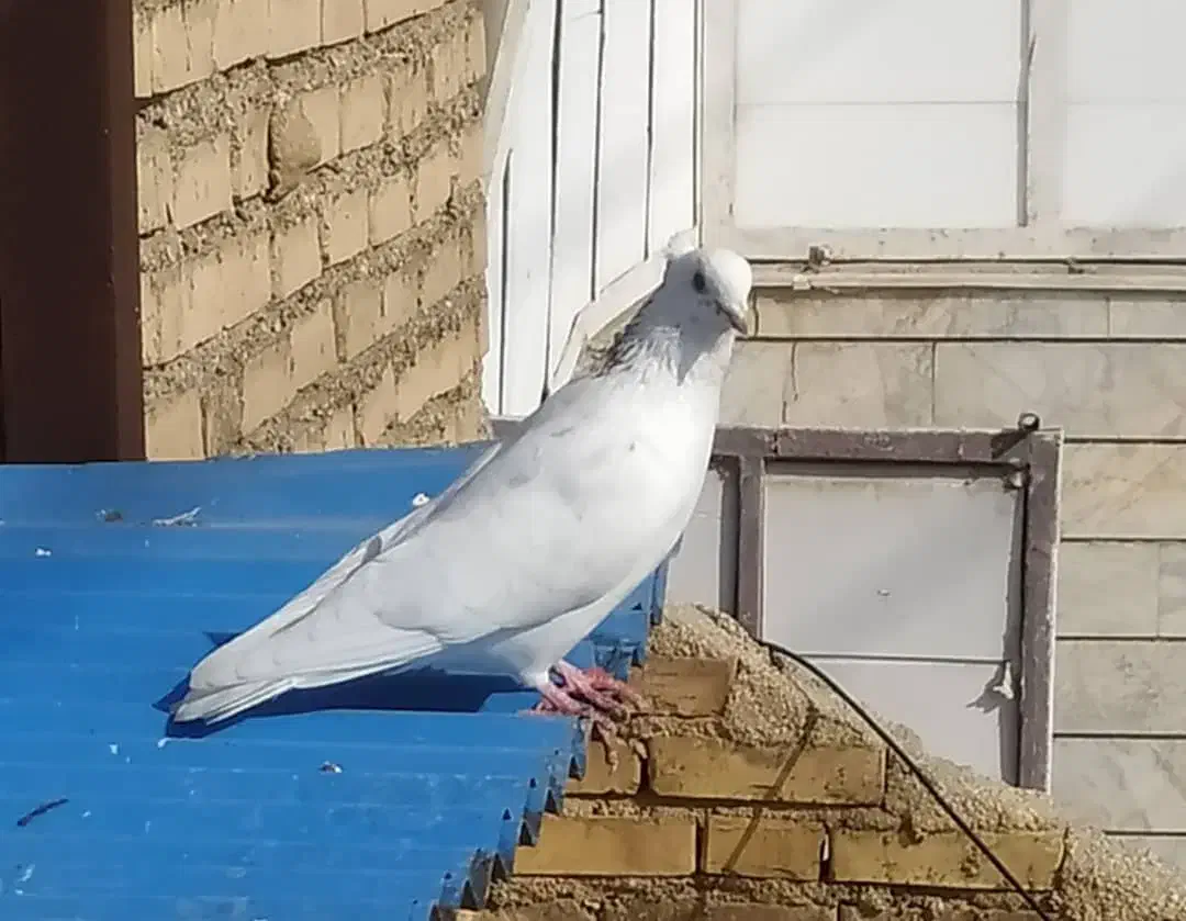 کبوتر گم شده|حیوانات|آبادان, |دیوار