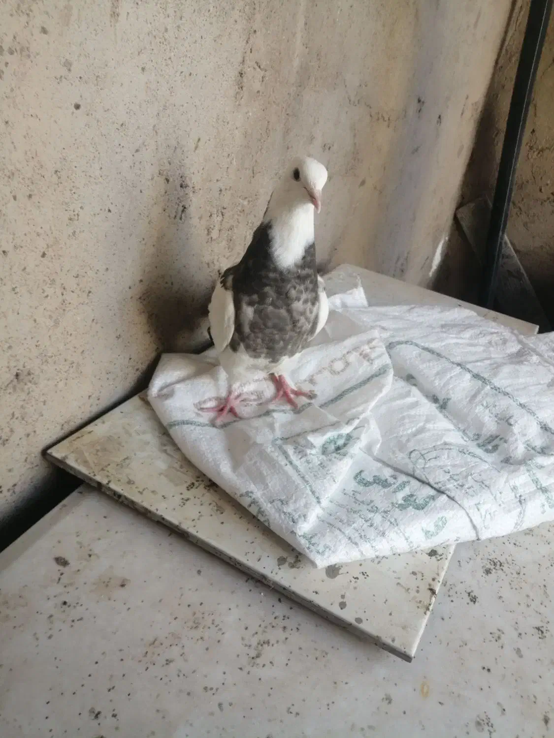 جوجه جوانه طوقی نر پاک امدی تخفیف هم داره|پرنده|باخزر, |دیوار