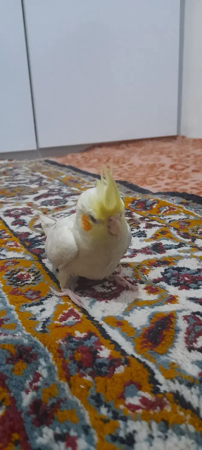 عروس هلندی نر لوتینو|پرنده|مشهد, شهید احمدی روشن|دیوار