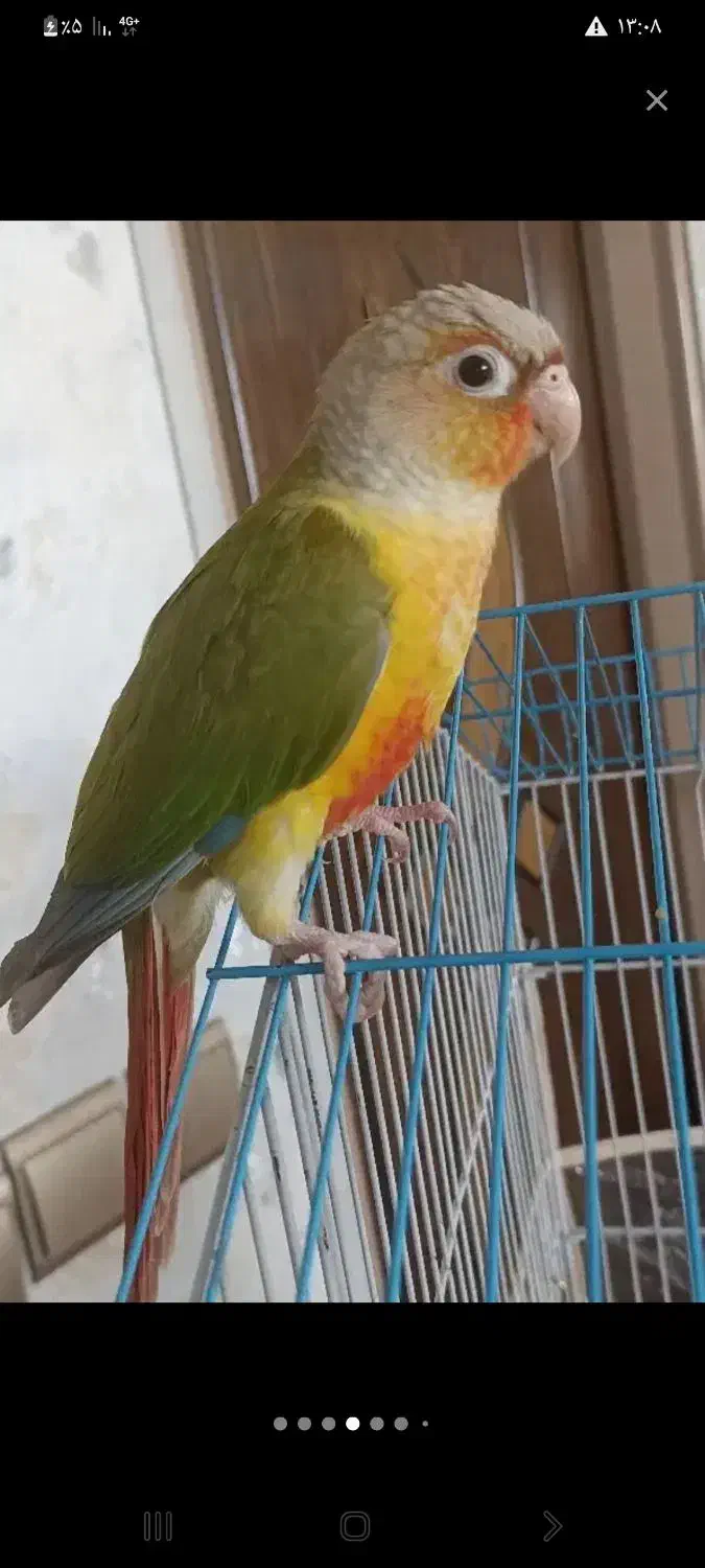 گیرینچیک گم شده|حیوانات|اصفهان, سودان|دیوار