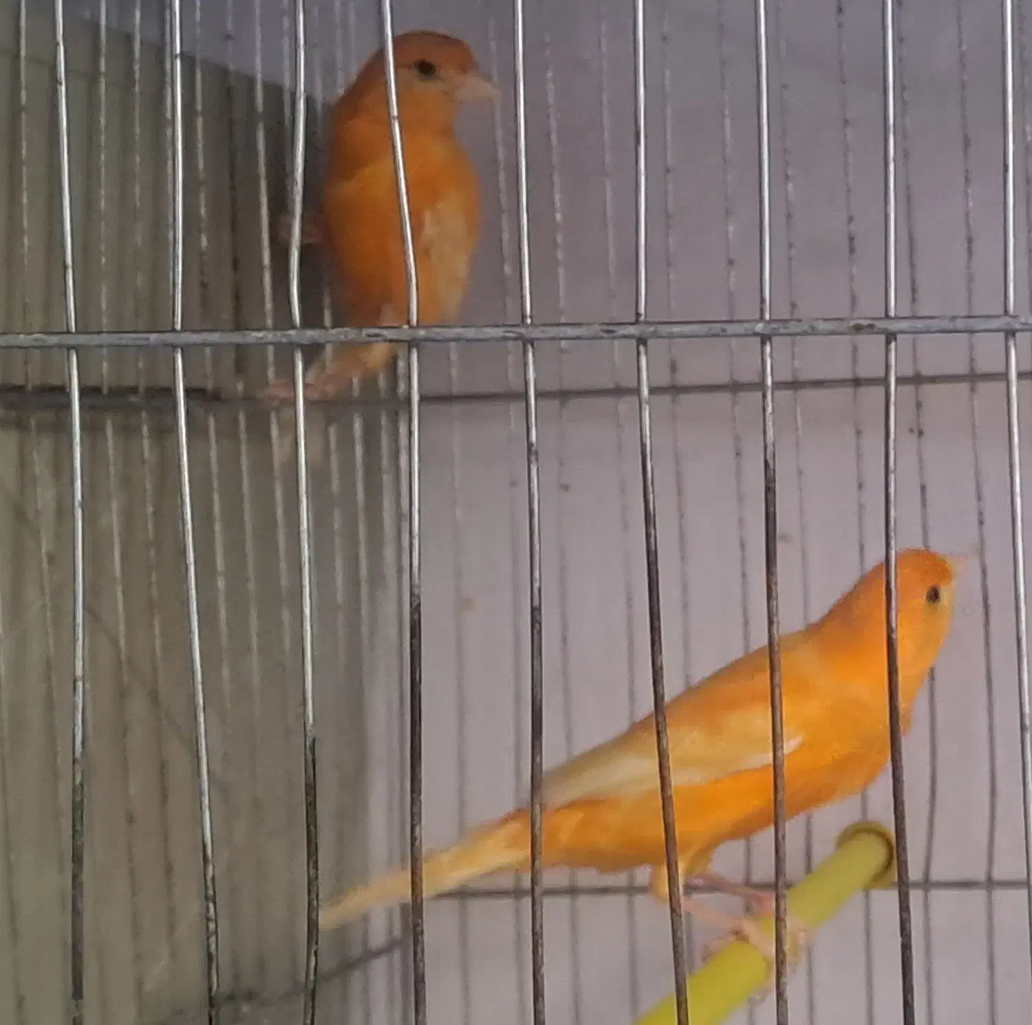 قناری|پرنده|خرمآباد, |دیوار