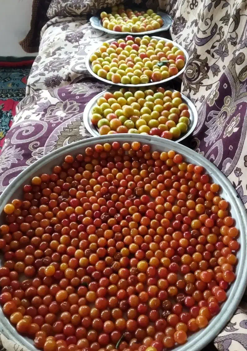 رب الوچه وانار|خوردنی و آشامیدنی|رشت, سلیمانداراب|دیوار