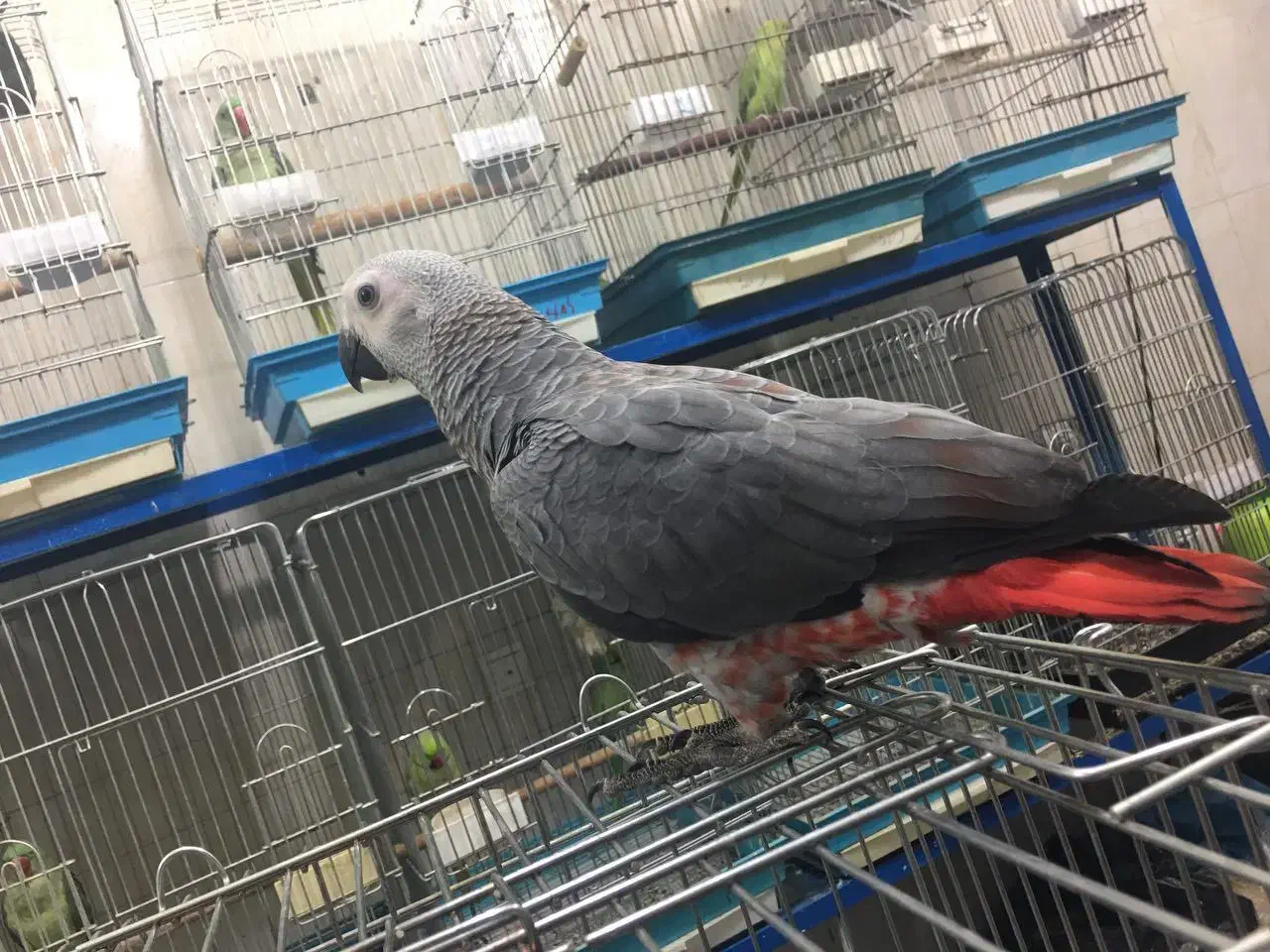 کاسکو دم قرمز|پرنده|رشت, بازار|دیوار