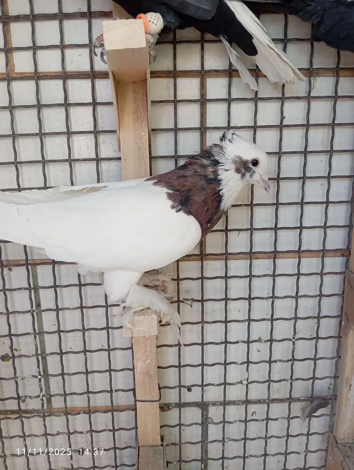 کفتر رنگی|پرنده|شیراز, شاه قلی بیگی|دیوار