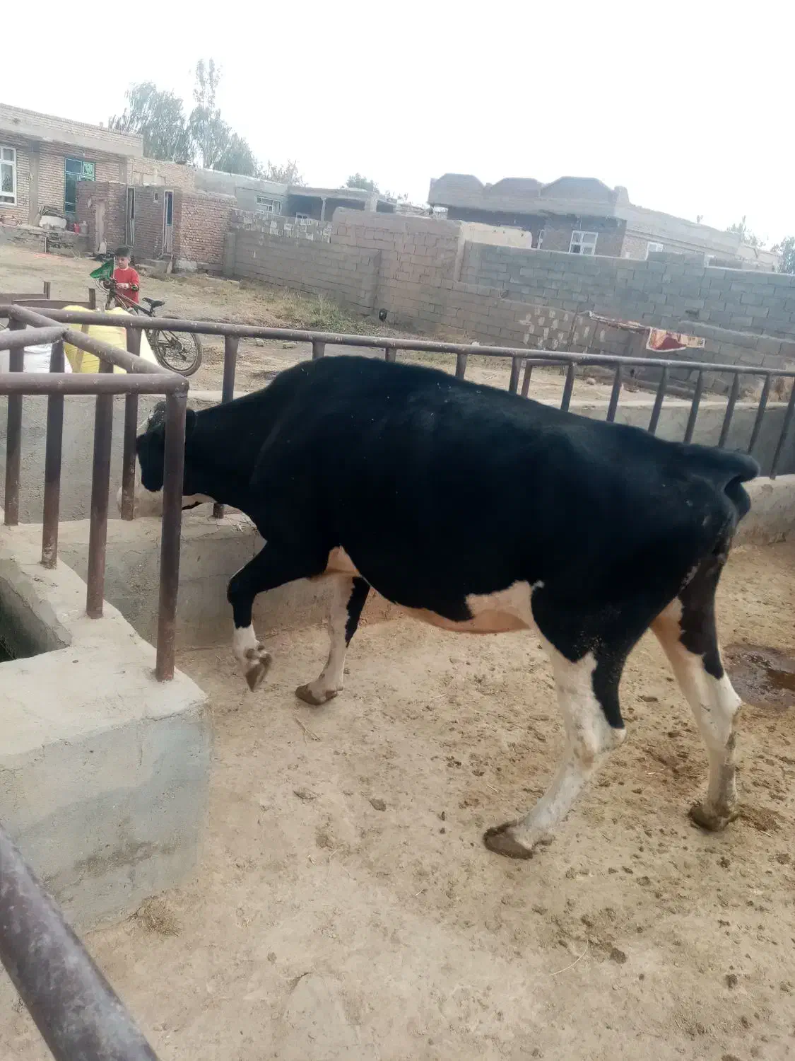 4 ماه ضمانتی آبستن می باشد 7کیلوشیر|حیوانات مزرعه|فیروزآباد (آذربایجان), |دیوار