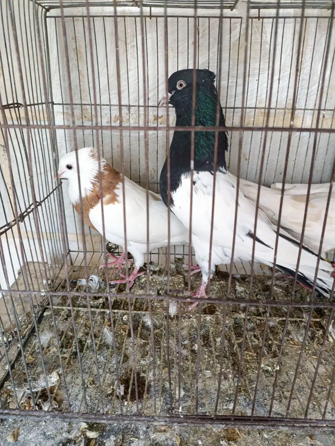 کبوتر کله سیاه نر پرنده شرطی|پرنده|باوی, |دیوار