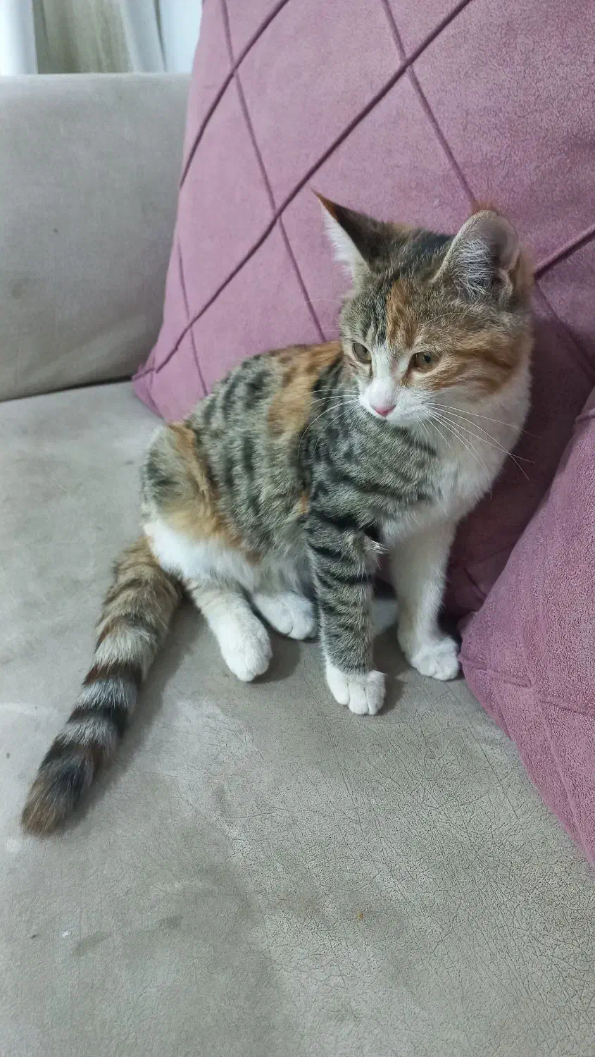 گربه خاکستری طوسی|گربه|اسفراین, |دیوار