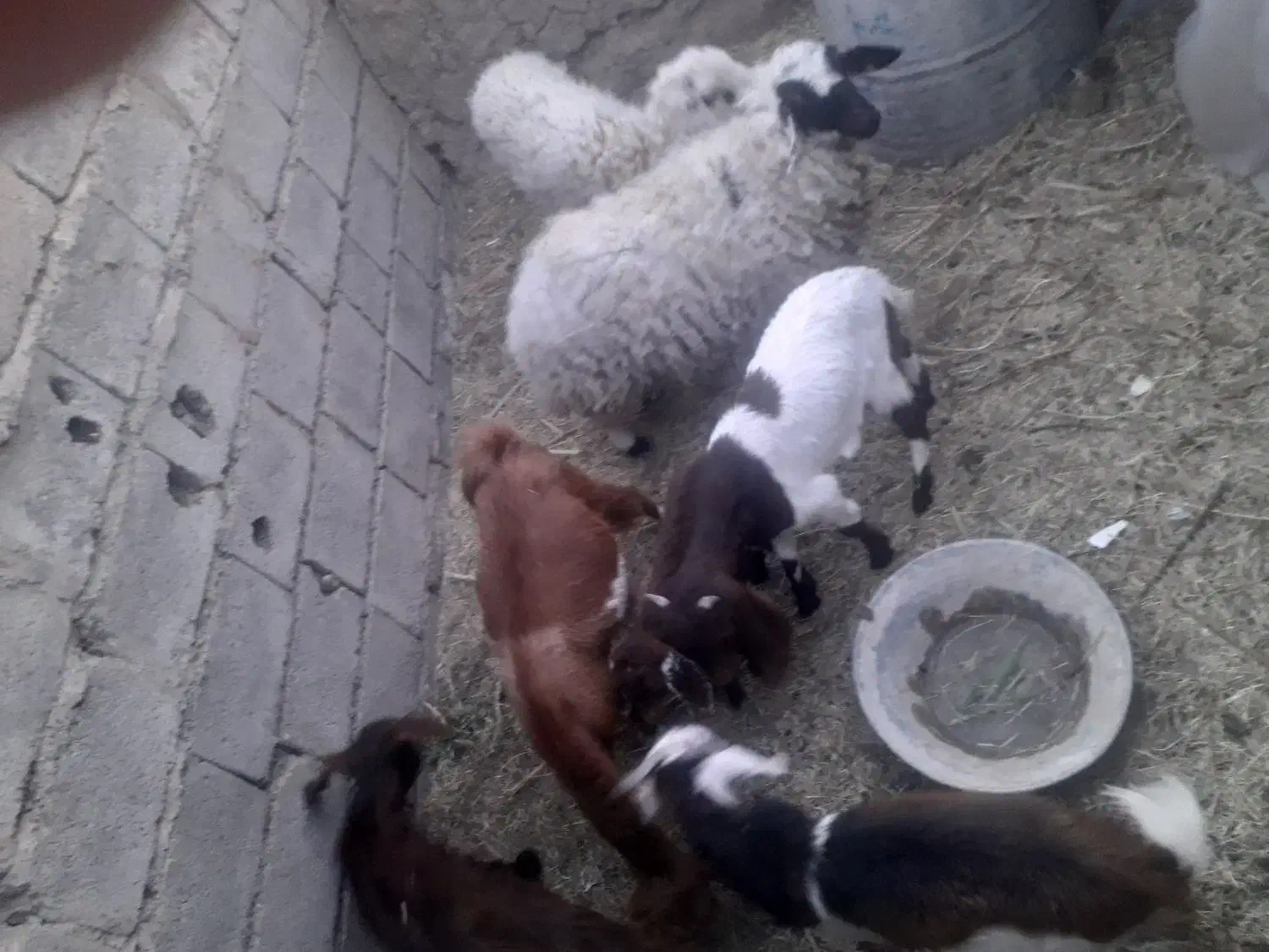 گسفند|حیوانات مزرعه|بم, |دیوار