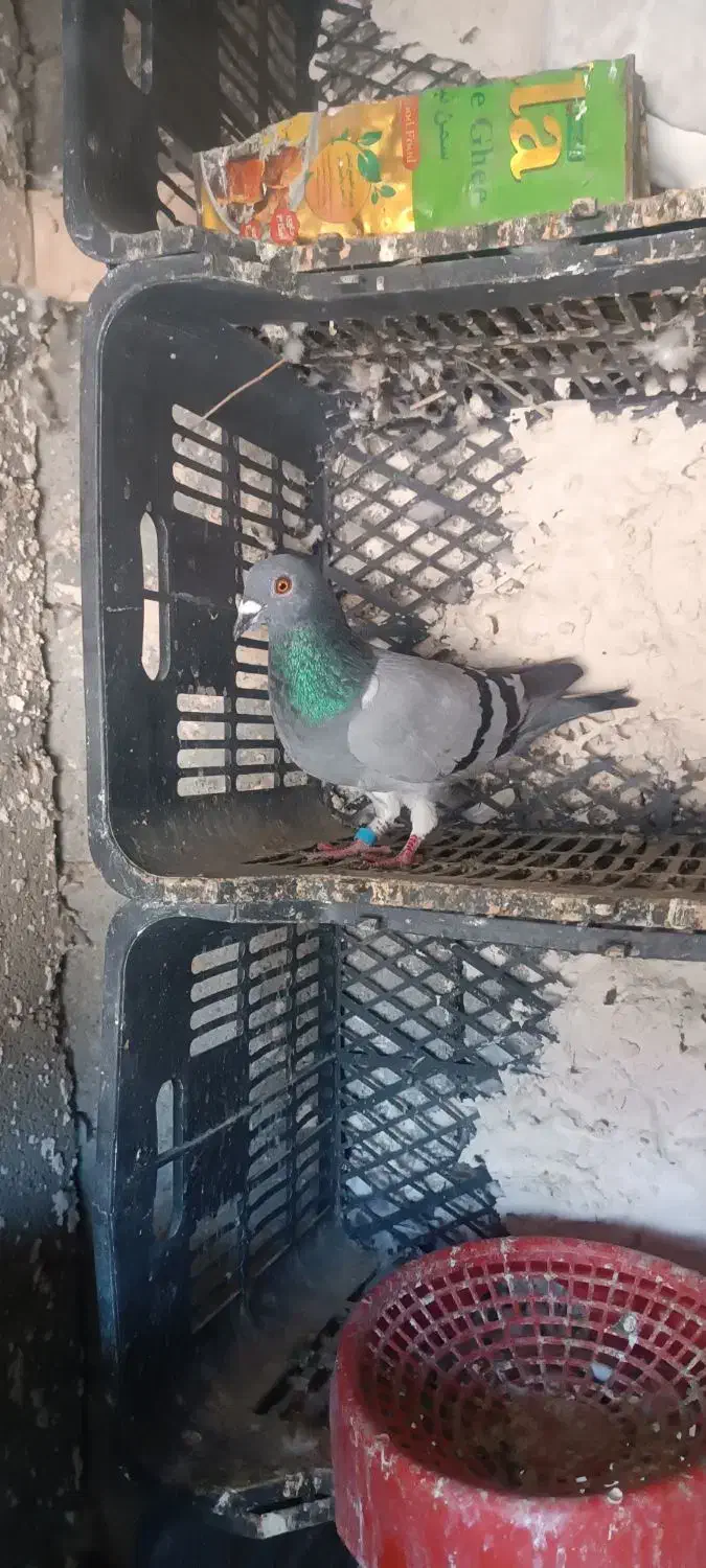 کبوتر پلاکی|پرنده|قلعه قاضی, |دیوار