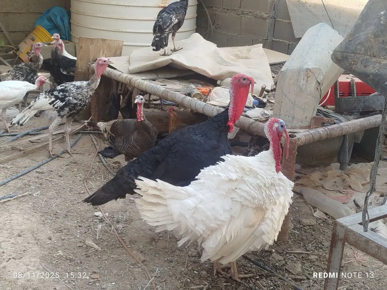 بغلمون نرماده بزرگ کوچیک|حیوانات مزرعه|رامهرمز, |دیوار