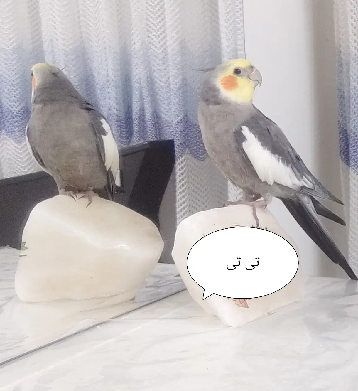 طوطی عروس هلندی گمشده پیدا بشه ۱۰ میلیون مژدگانی|حیوانات|کرج, عظیمیه|دیوار