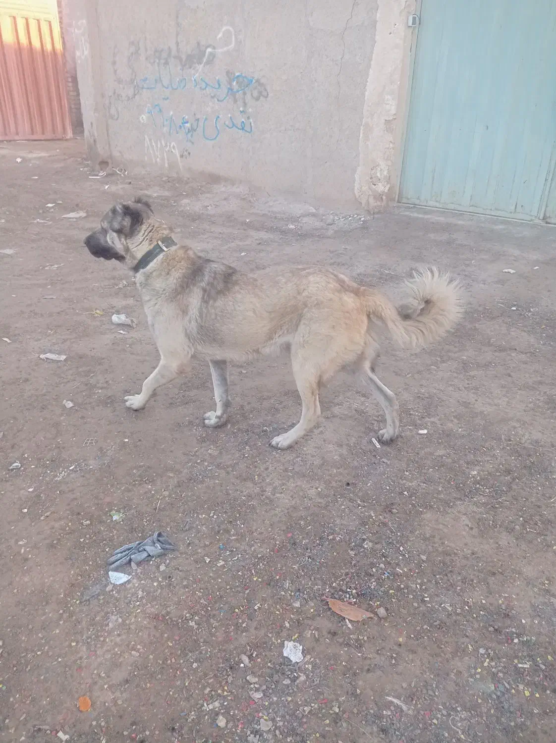 سگ سرابی|سگ|قم, قلعه صدری|دیوار