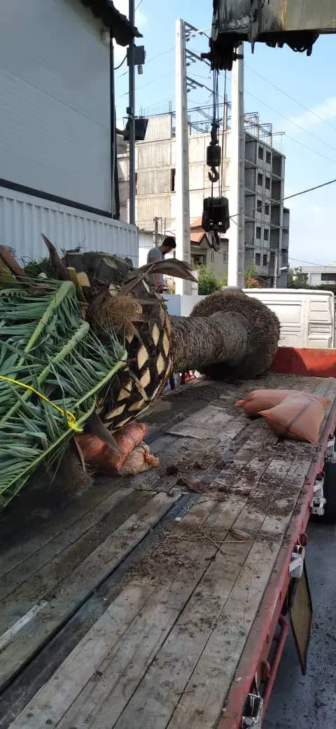 نخل فونیکس پالم|خدمات باغبانی و درختکاری|شلمان, |دیوار