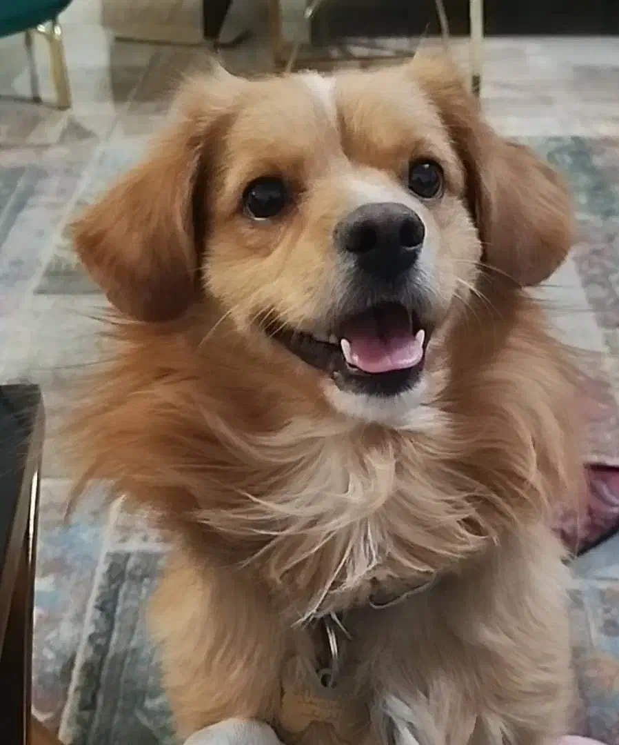 سگ گم شده|حیوانات|اصفهان, عباسآباد|دیوار