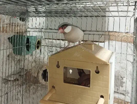 فنچ نرگسی اورنج بنگالی و معمولی|پرنده|شاهرود, |دیوار