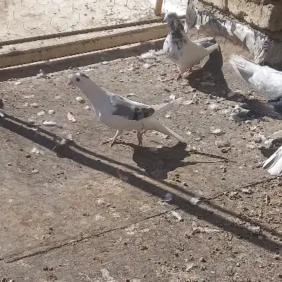 کفتر دم گیر و سینه ای|پرنده|خمینیشهر, |دیوار