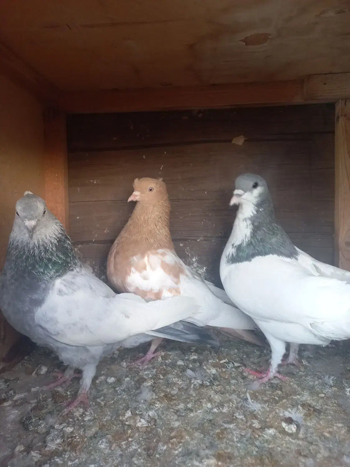 رنگی|پرنده|شیراز, کوشک میدان|دیوار