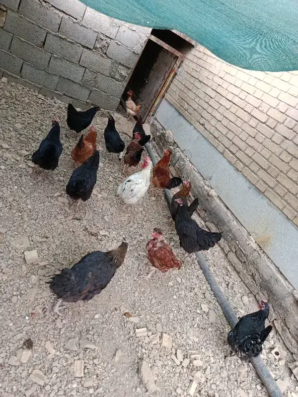 مرغ خروس|حیوانات مزرعه|شاهین‌شهر, شهرک میلاد|دیوار