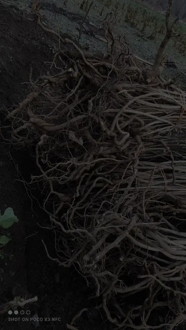 نهالهای سماق وانجیر وگلابی|خدمات باغبانی و درختکاری|سردشت, |دیوار