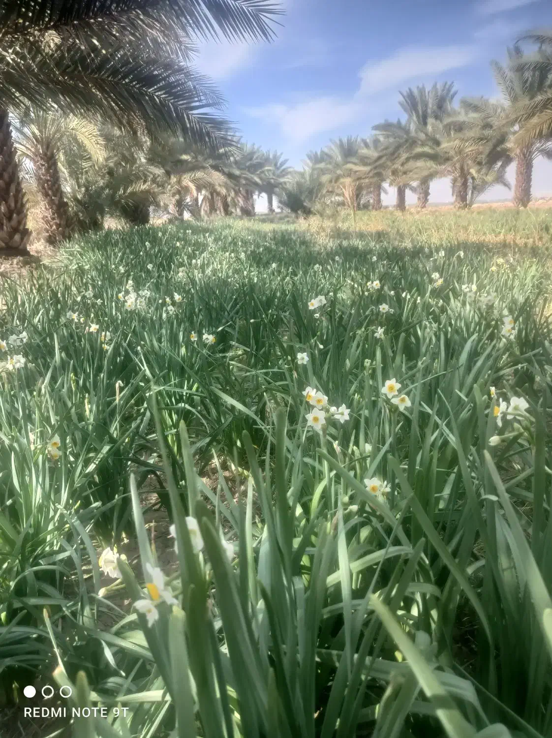 گل نرگس|گل و گیاه طبیعی|کازرون, |دیوار