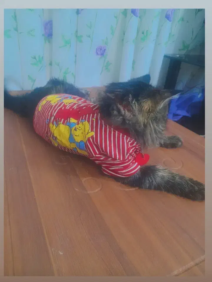 واگزاری گربه نر سیبرین باهوش|گربه|بیرجند, |دیوار