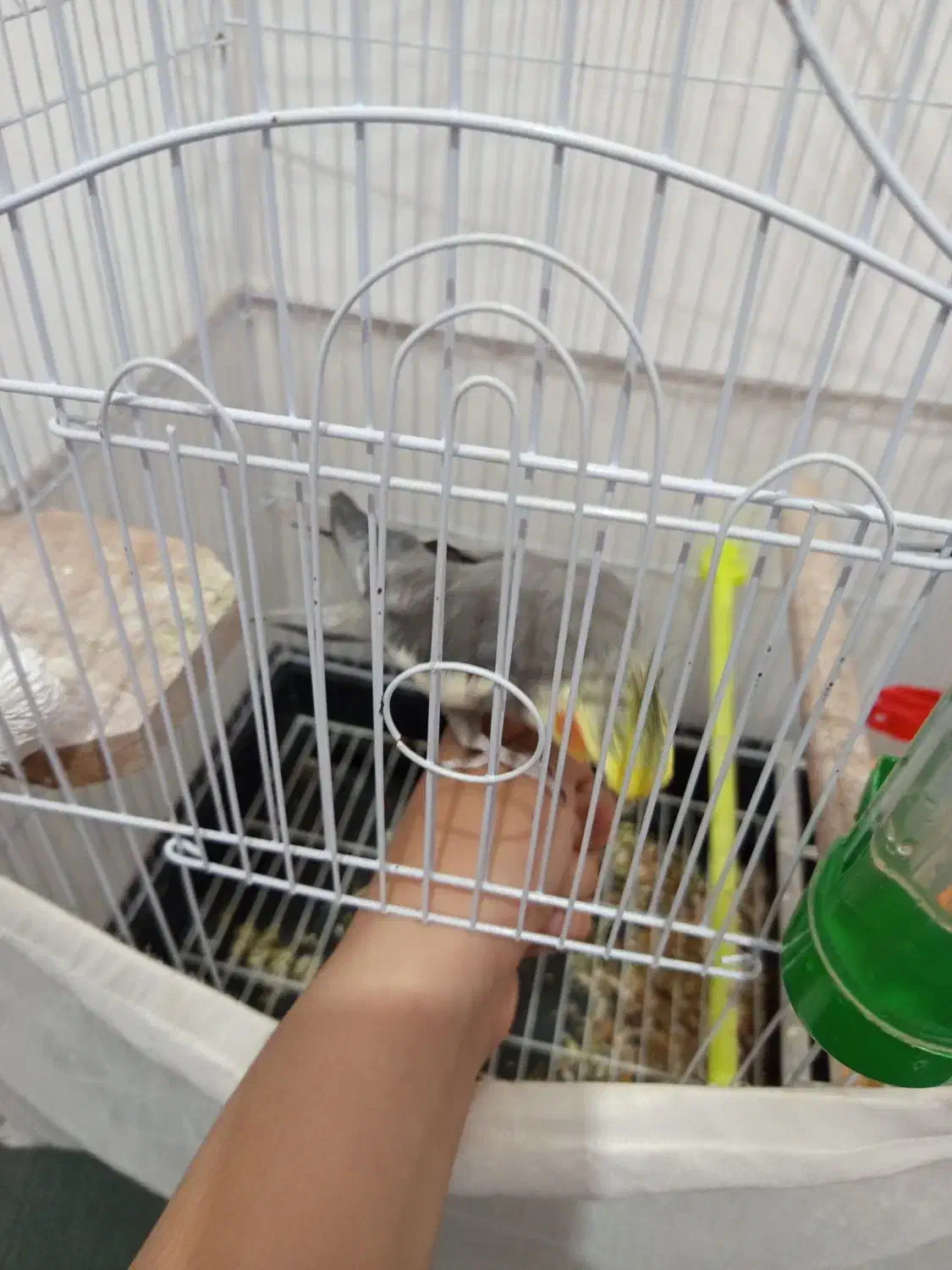 عروسی هلندی نر|پرنده|رویان, |دیوار