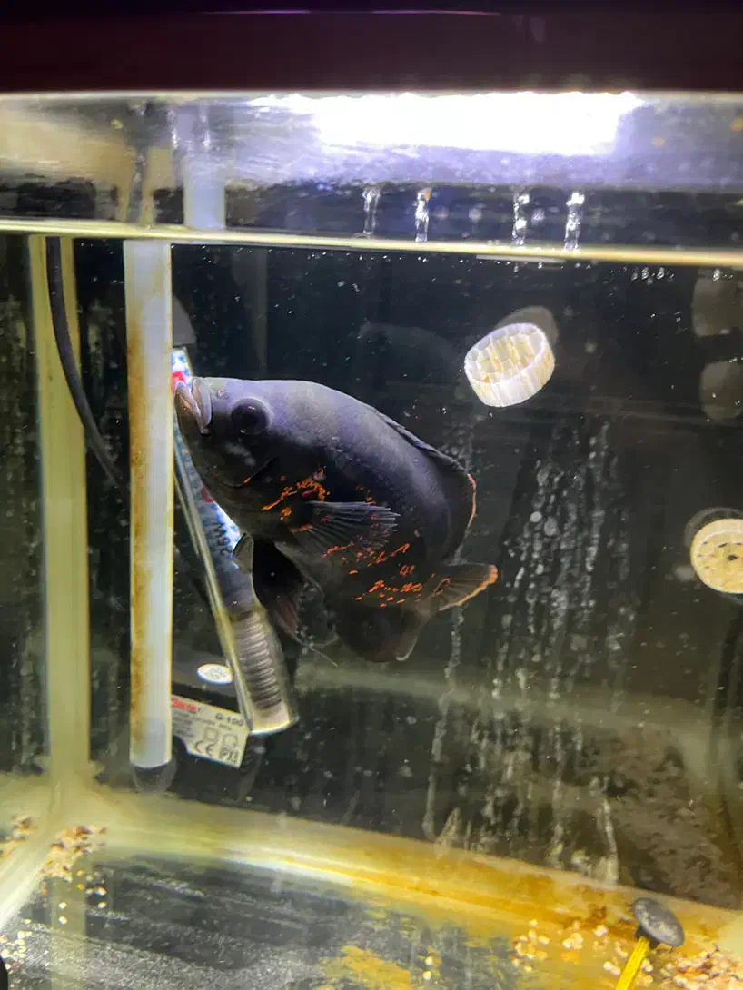 اسکار|ماهی|تهران, جنت‌آباد جنوبی|دیوار