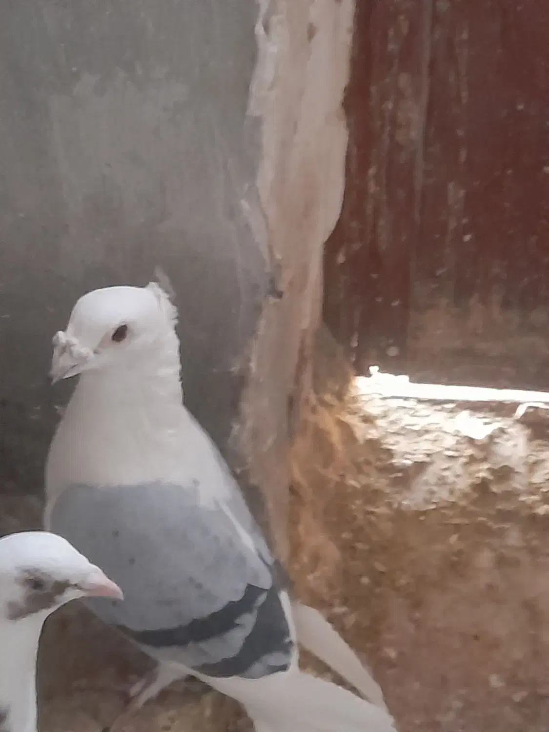 نروماده کویتی|پرنده|تربت‌حیدریه, پائین ولایت|دیوار