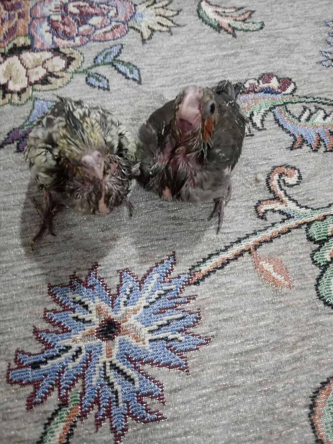 جوجه عروس|پرنده|پاکدشت, پاکدشت (مامازند)|دیوار