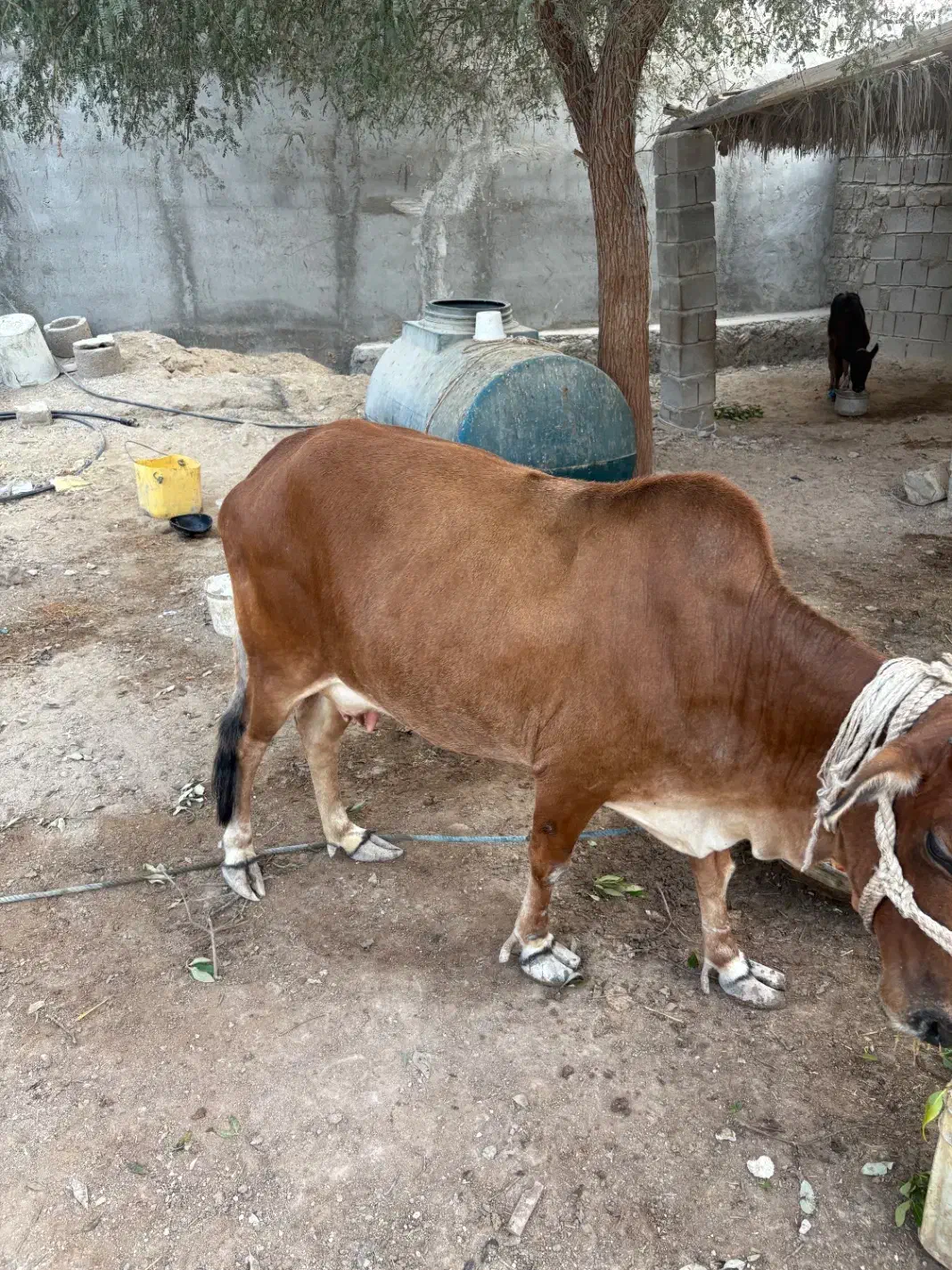 گاو شیری|حیوانات مزرعه|قشم, |دیوار