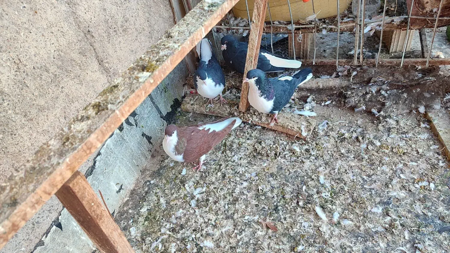 4عددسیاه پوش|پرنده|اقبالیه, |دیوار