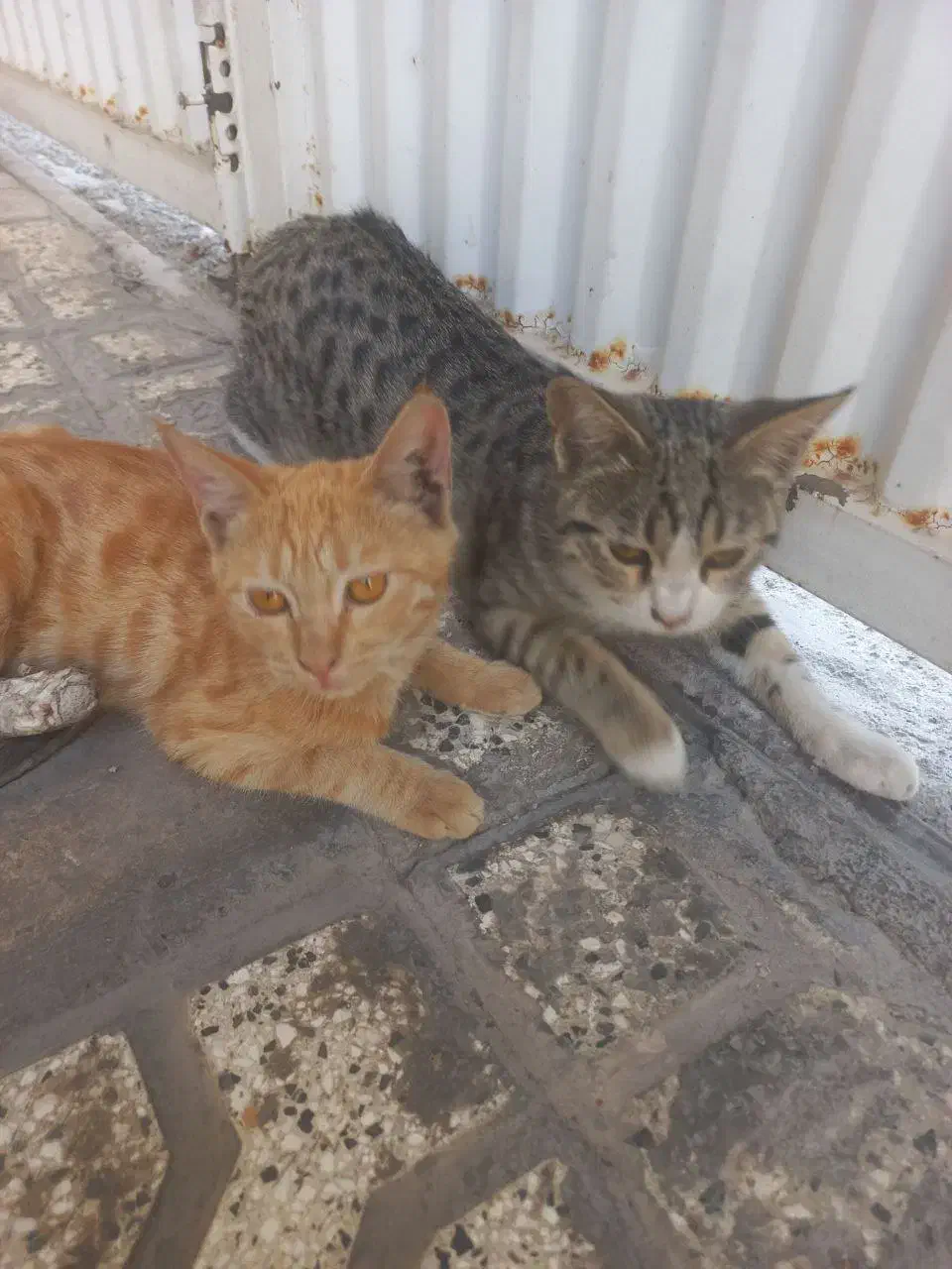 گربه ماده رایگان|گربه|نیشابور, شهرک فرهنگیان|دیوار