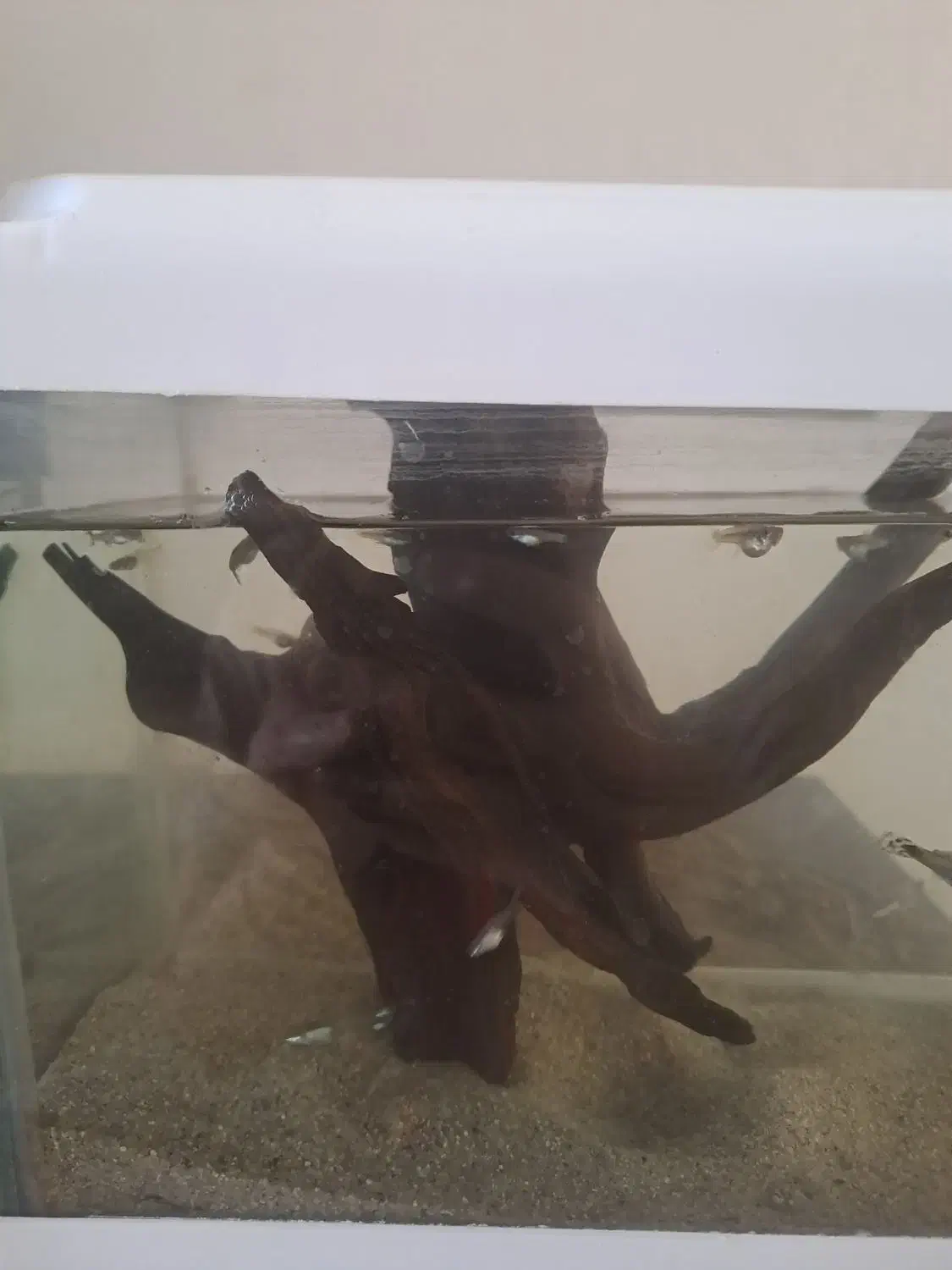 ماهی کوپی و شیشه اکواریوم کوچیک|ماهی|اردبیل, |دیوار