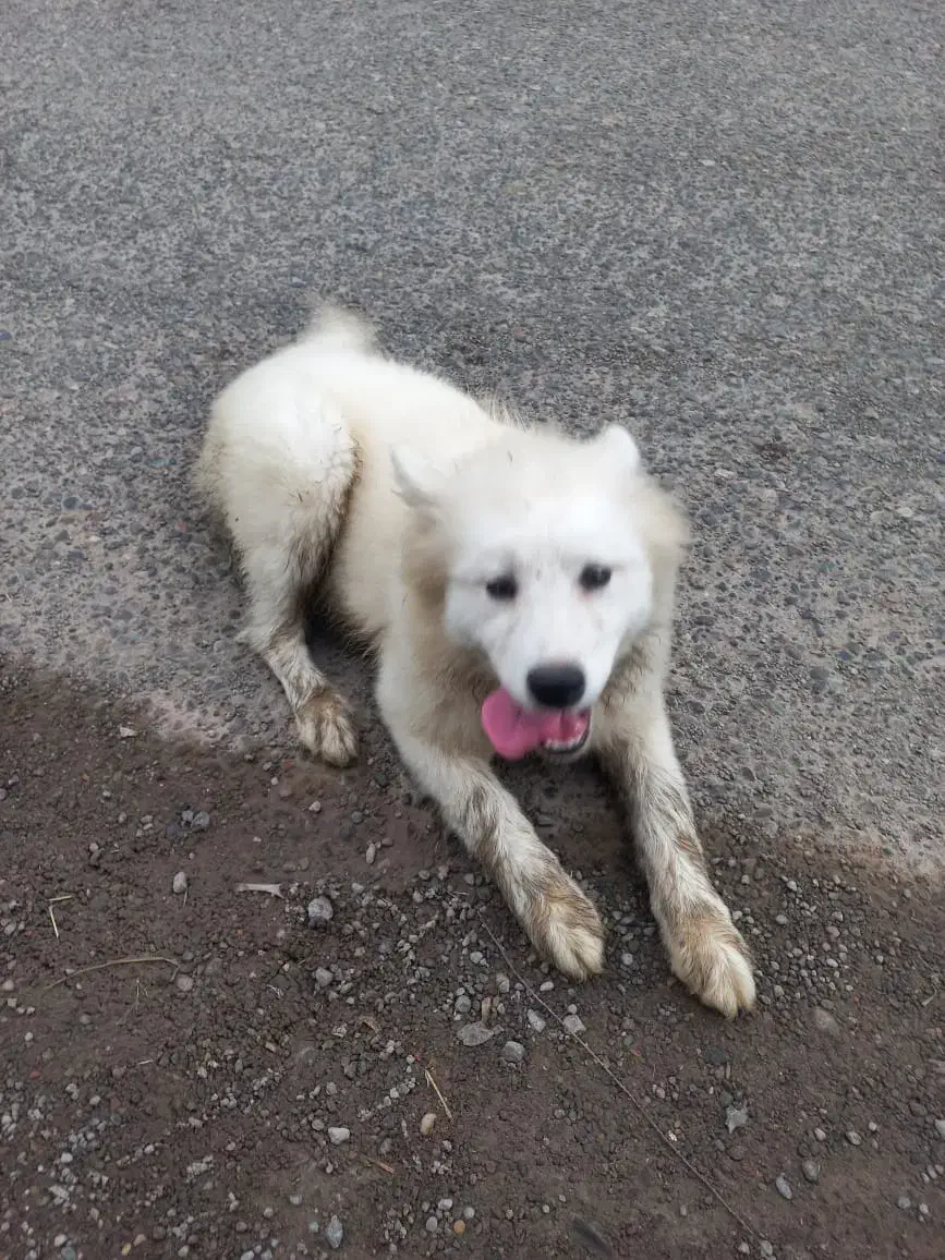 واگذاری رایگان سگ ساموئد|سگ|لنگرود, |دیوار