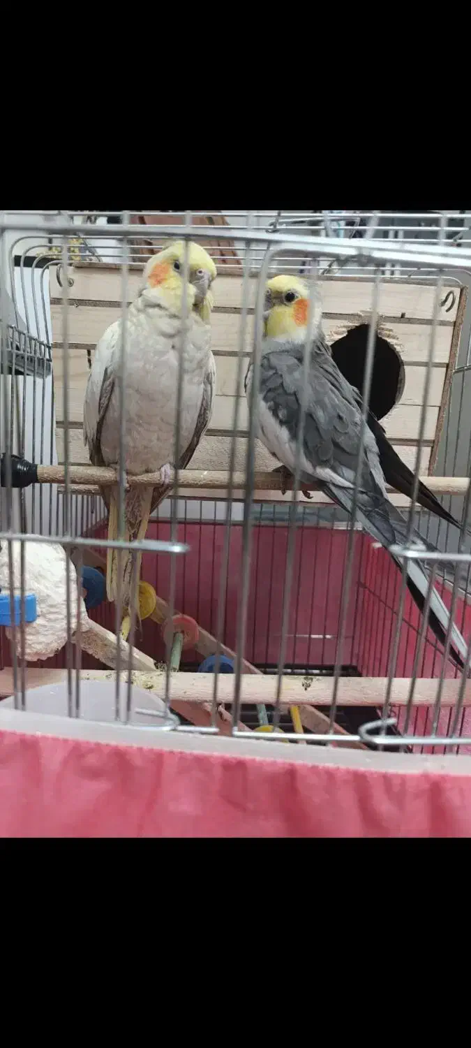 عروس هلندی|پرنده|چهارباغ, |دیوار