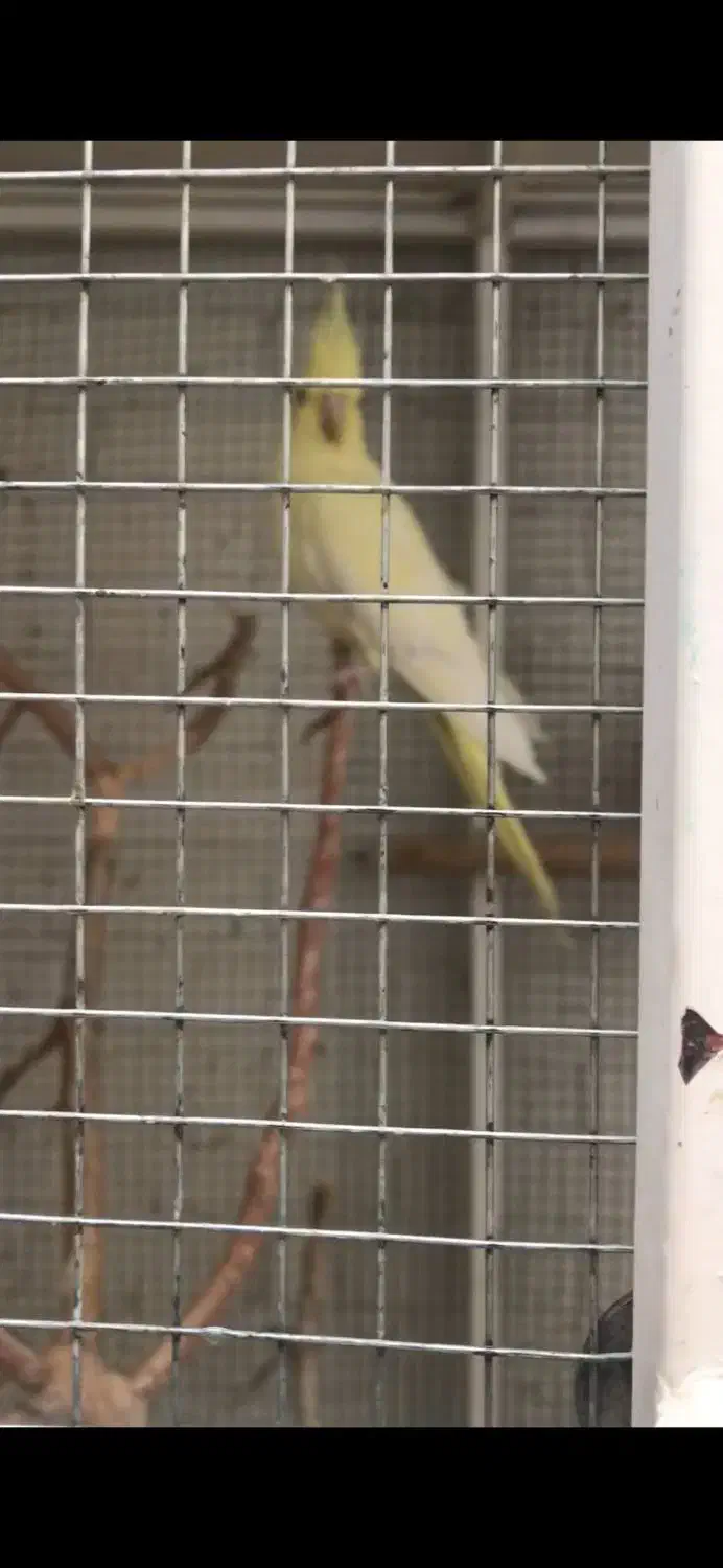 عروس آلبینو|پرنده|بافق, |دیوار